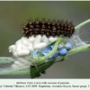 melitaea trivia daghestan larva with cocoons 1